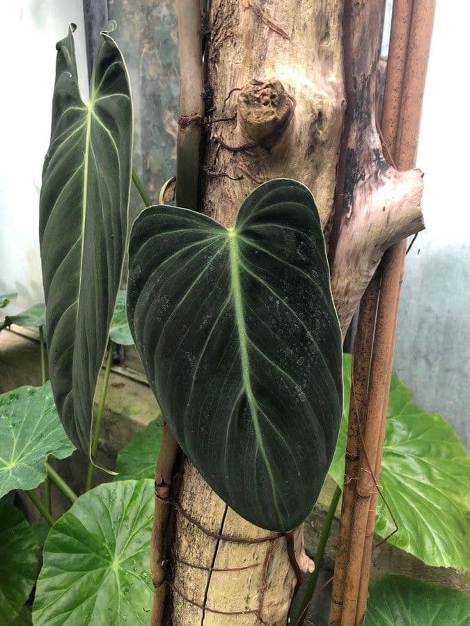 Schwarzgold-Philodendron 4