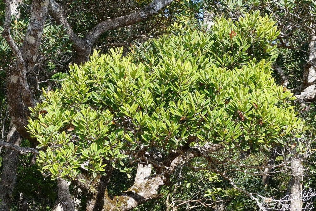 Nothofagus 3