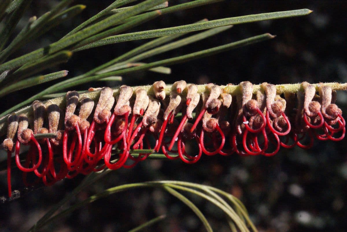 Grevillea 5
