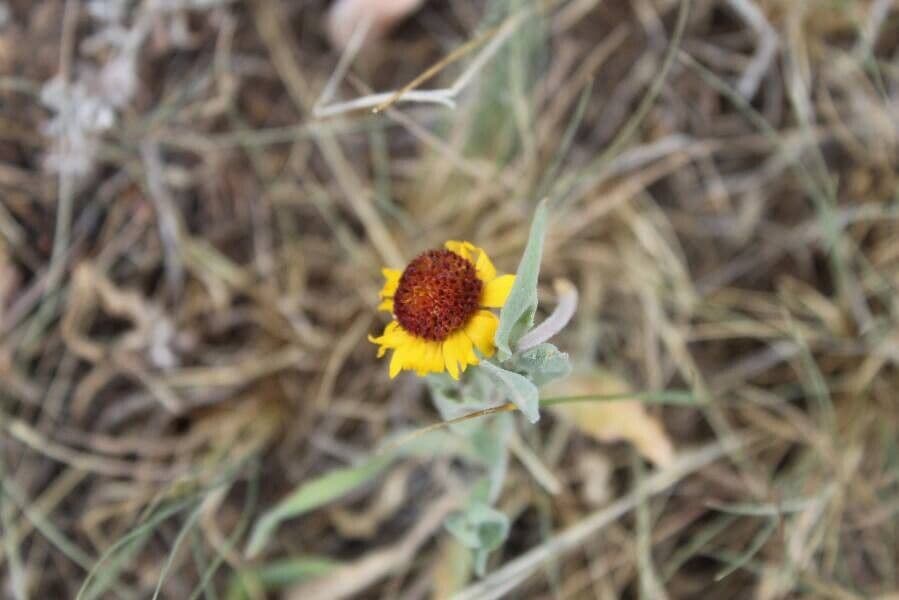 Gaillardia pennatifida 4