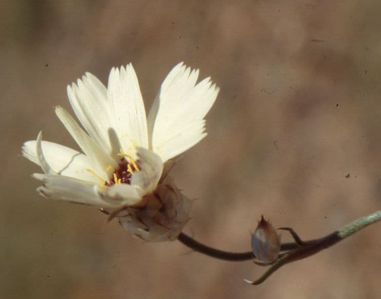 Catananche a ciuffi 2
