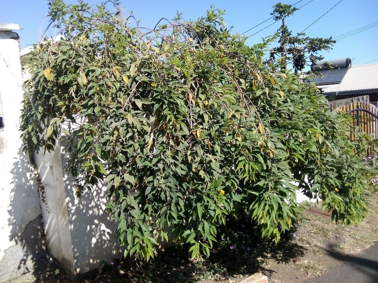 Kajan indický 13
