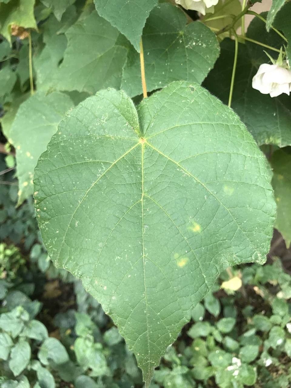 Dombeya burgessiae 19