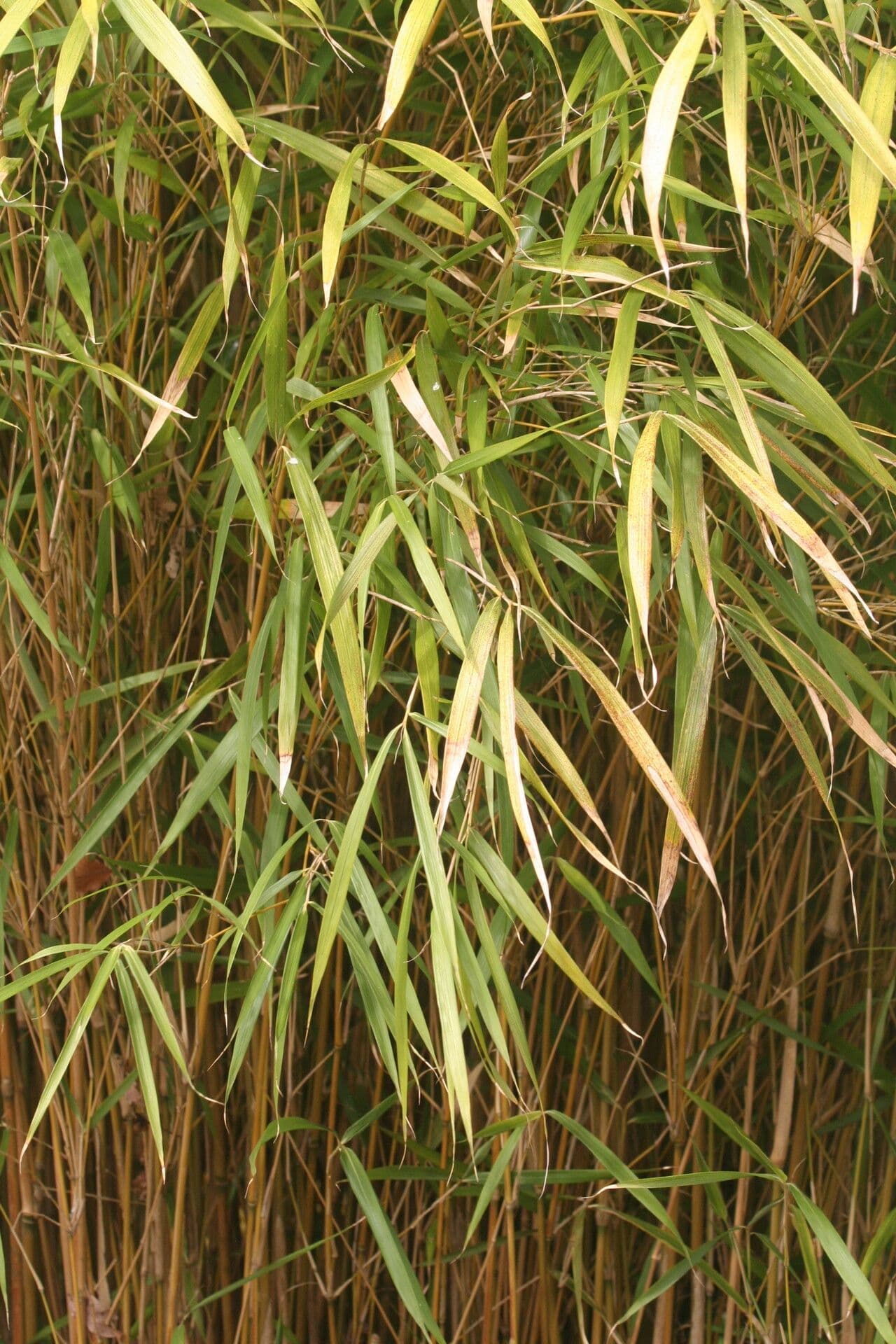 Pleioblastus linear 3