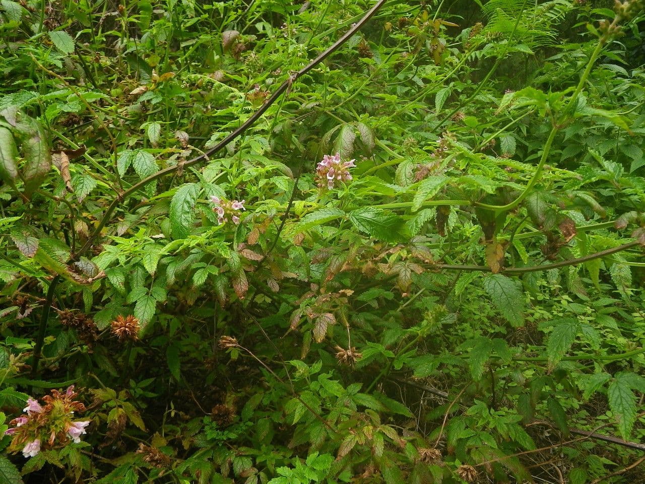 Cedronella canaria 11