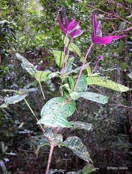 Eugenia grisiana