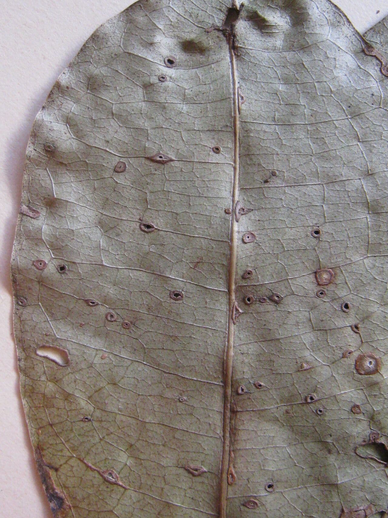 Eriotheca surinamesa 3