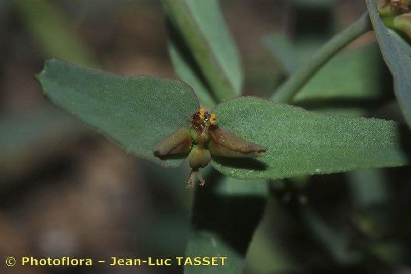 Euforbia dragoncello 2