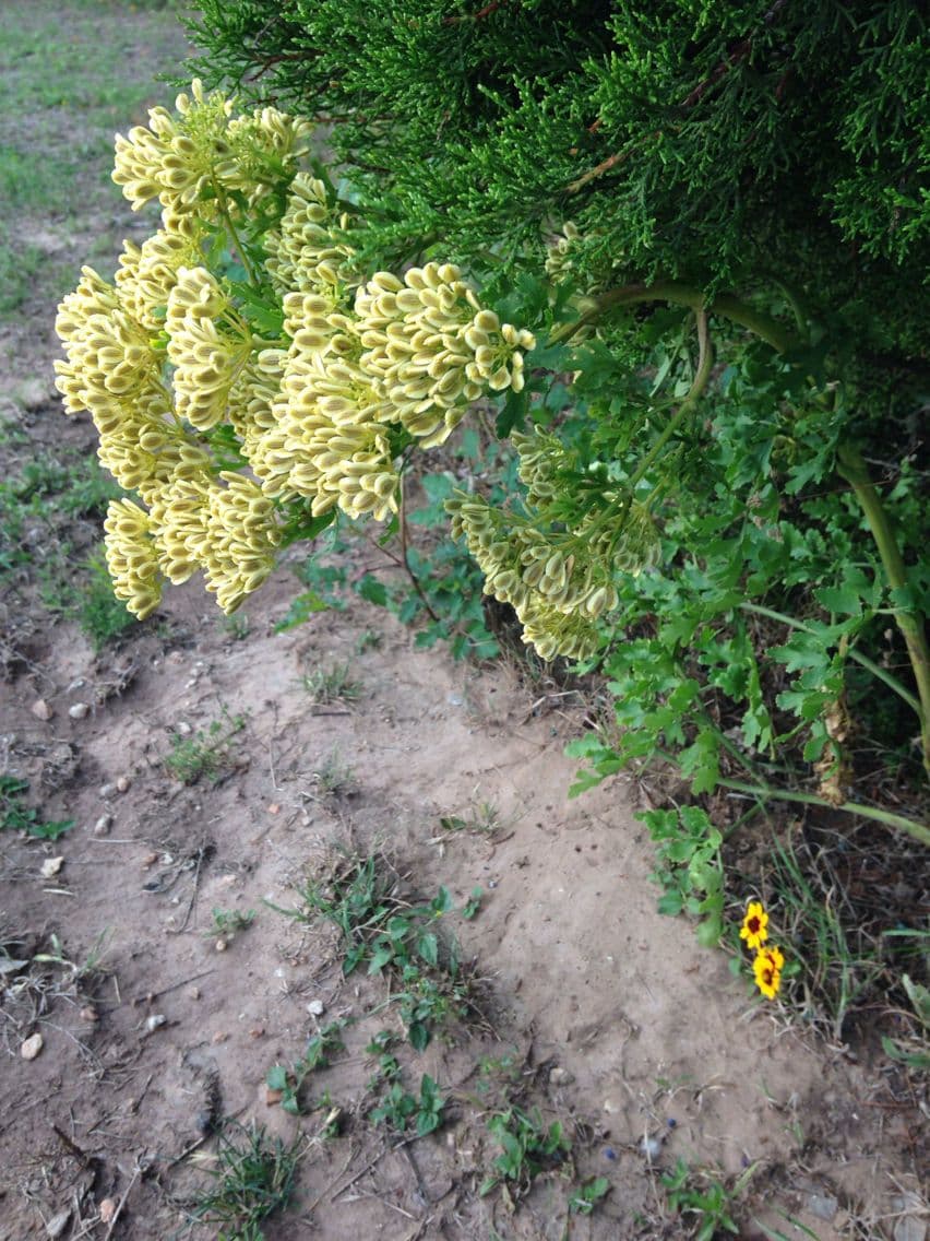 Polytaenia nuttallii 3