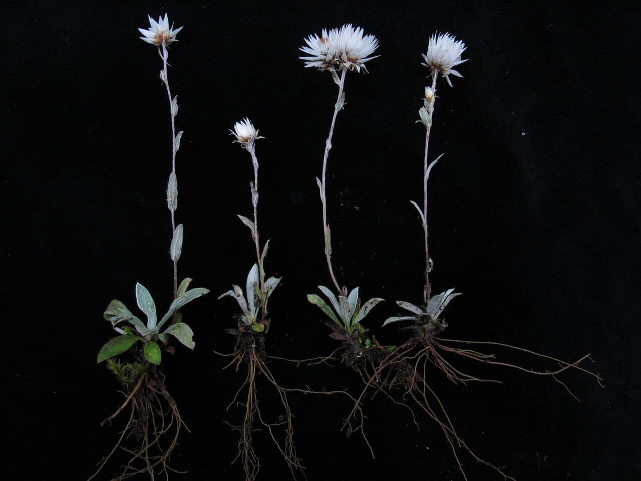 Anaphalioides 7