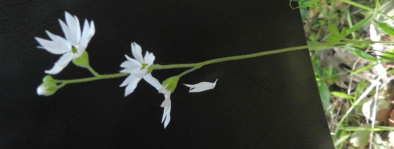 Lithophragma affine 9