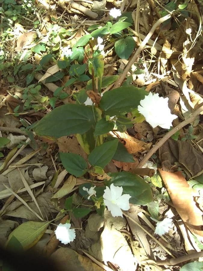 Thunbergia 2