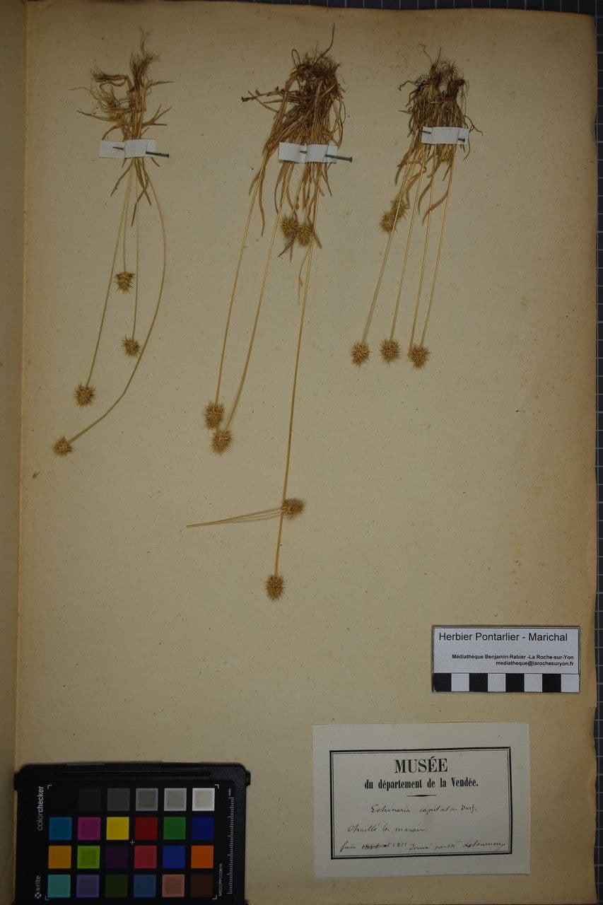 Echinaria capitata 21