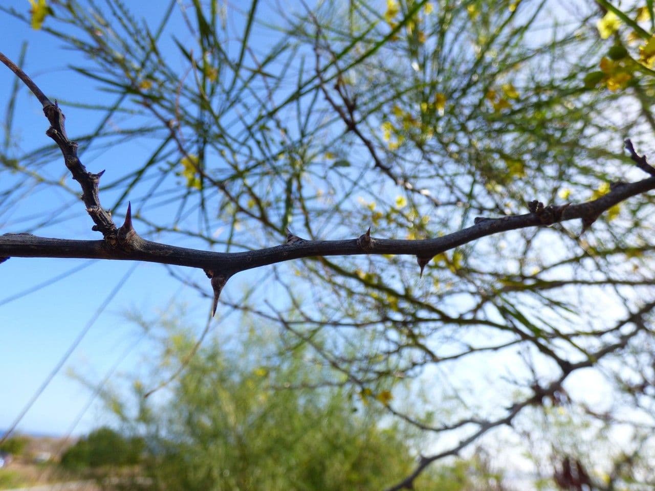 Parkinsonia 25
