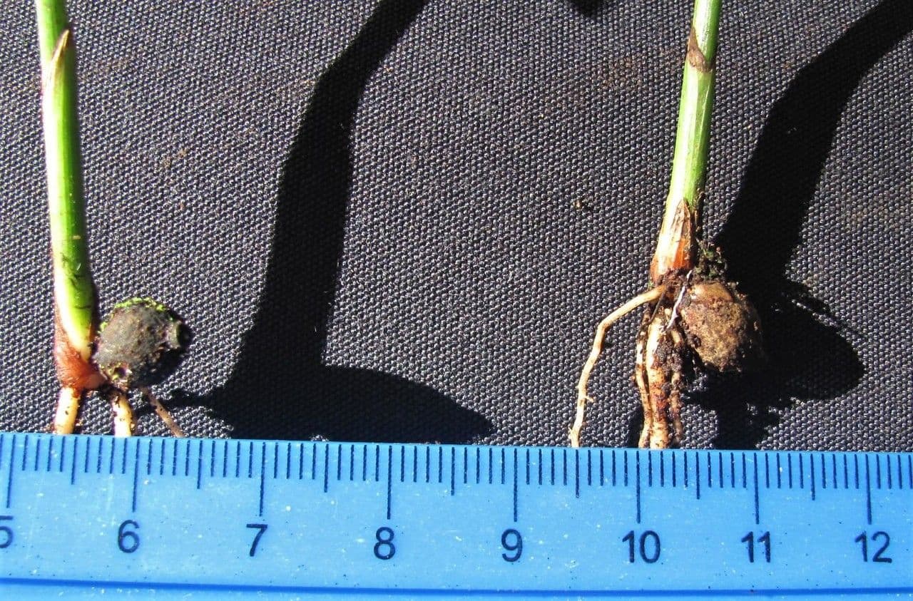 Neonicholsonia 8