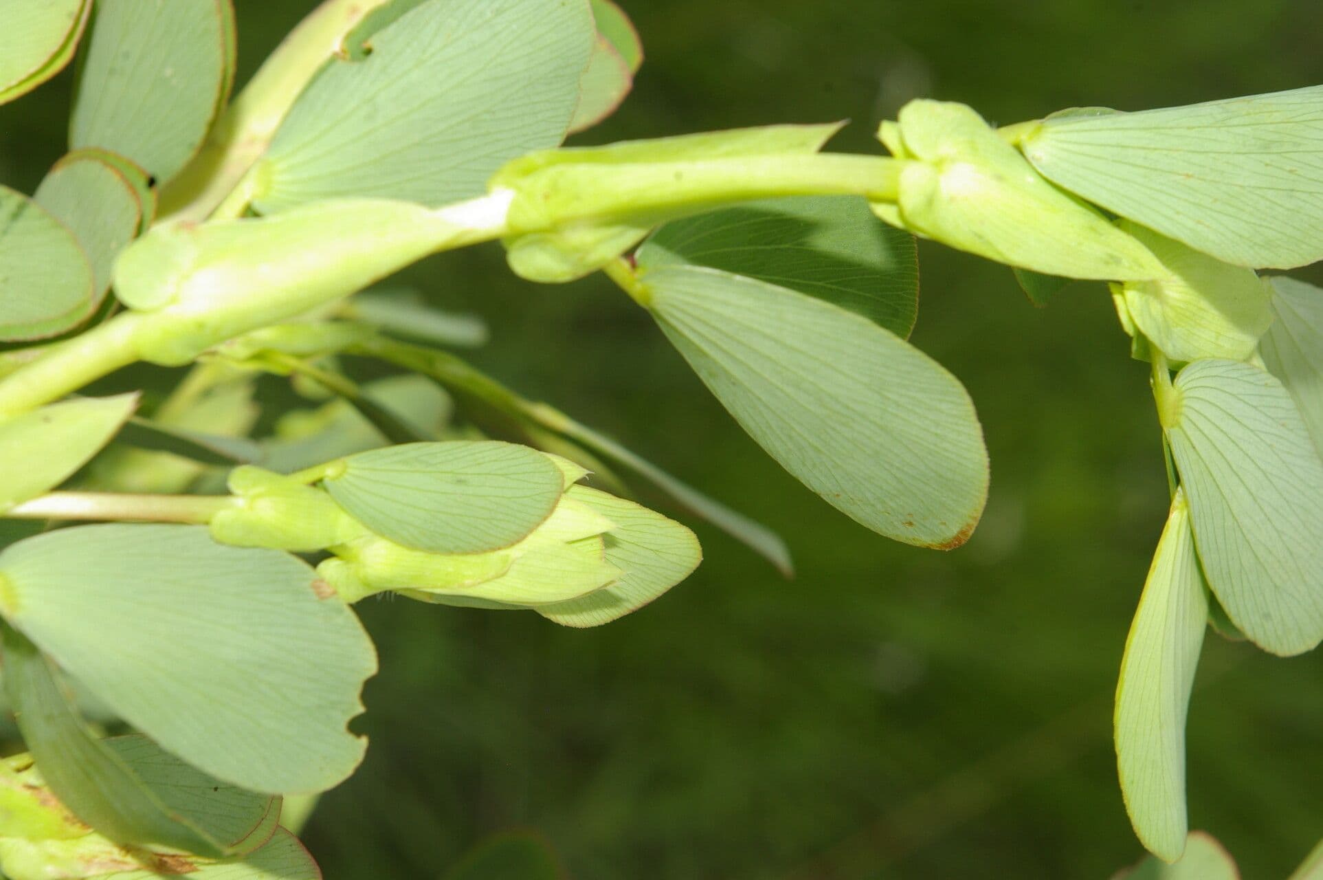 Cassia diphylla 16