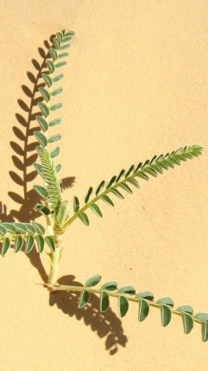 Astragalo 12
