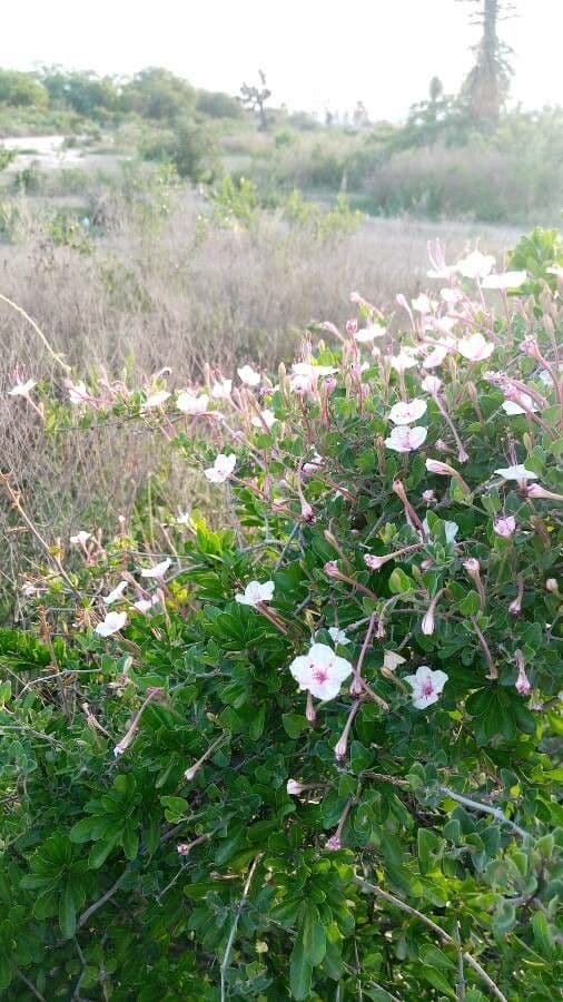 Acleisanthes 3