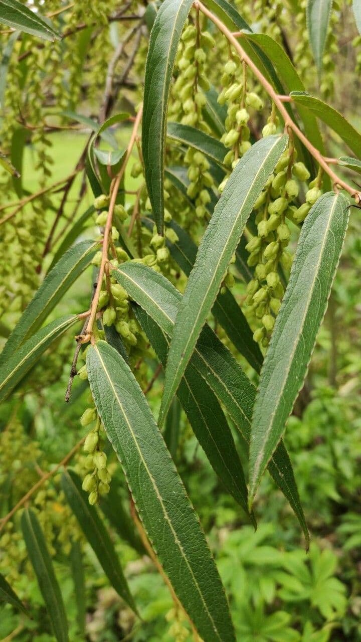 Stachyurus 8