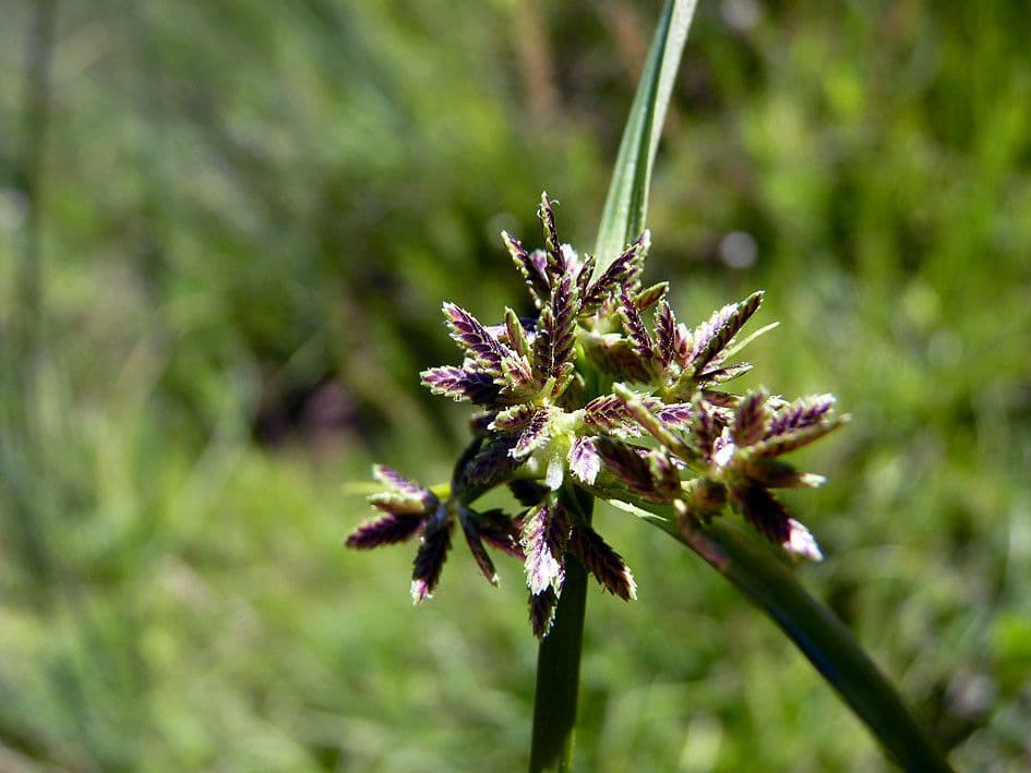 Zigolo fosco 5