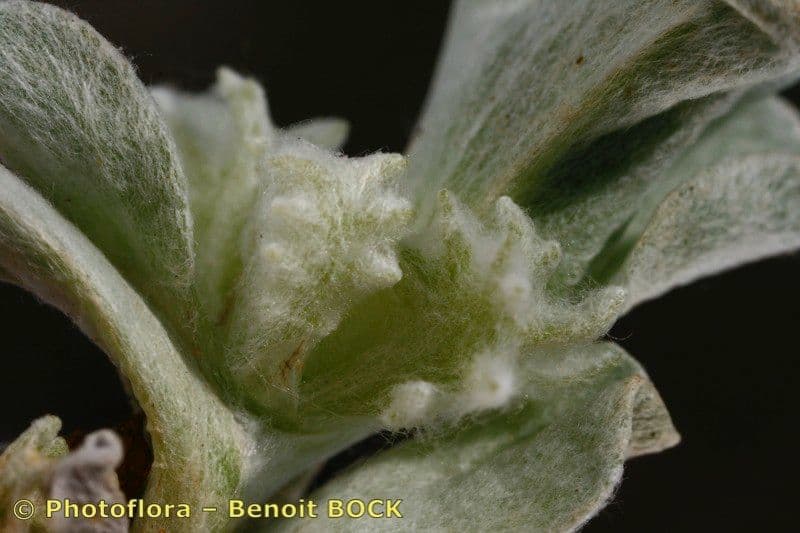 Micropus supinus 4