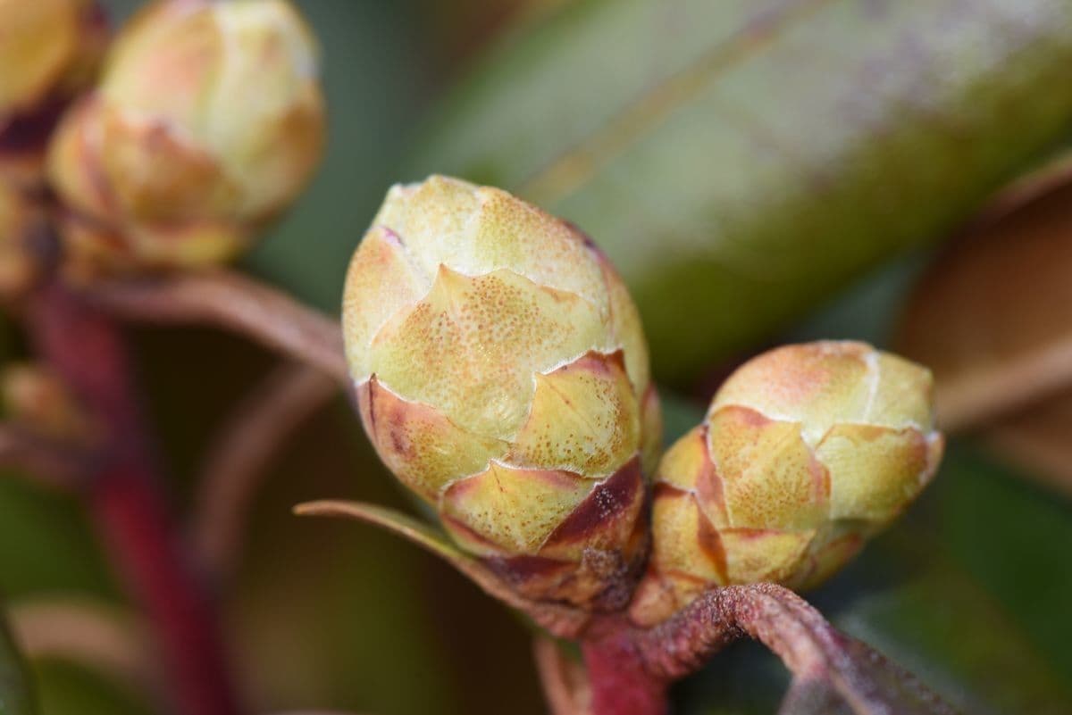 Rododendron rezavý 19
