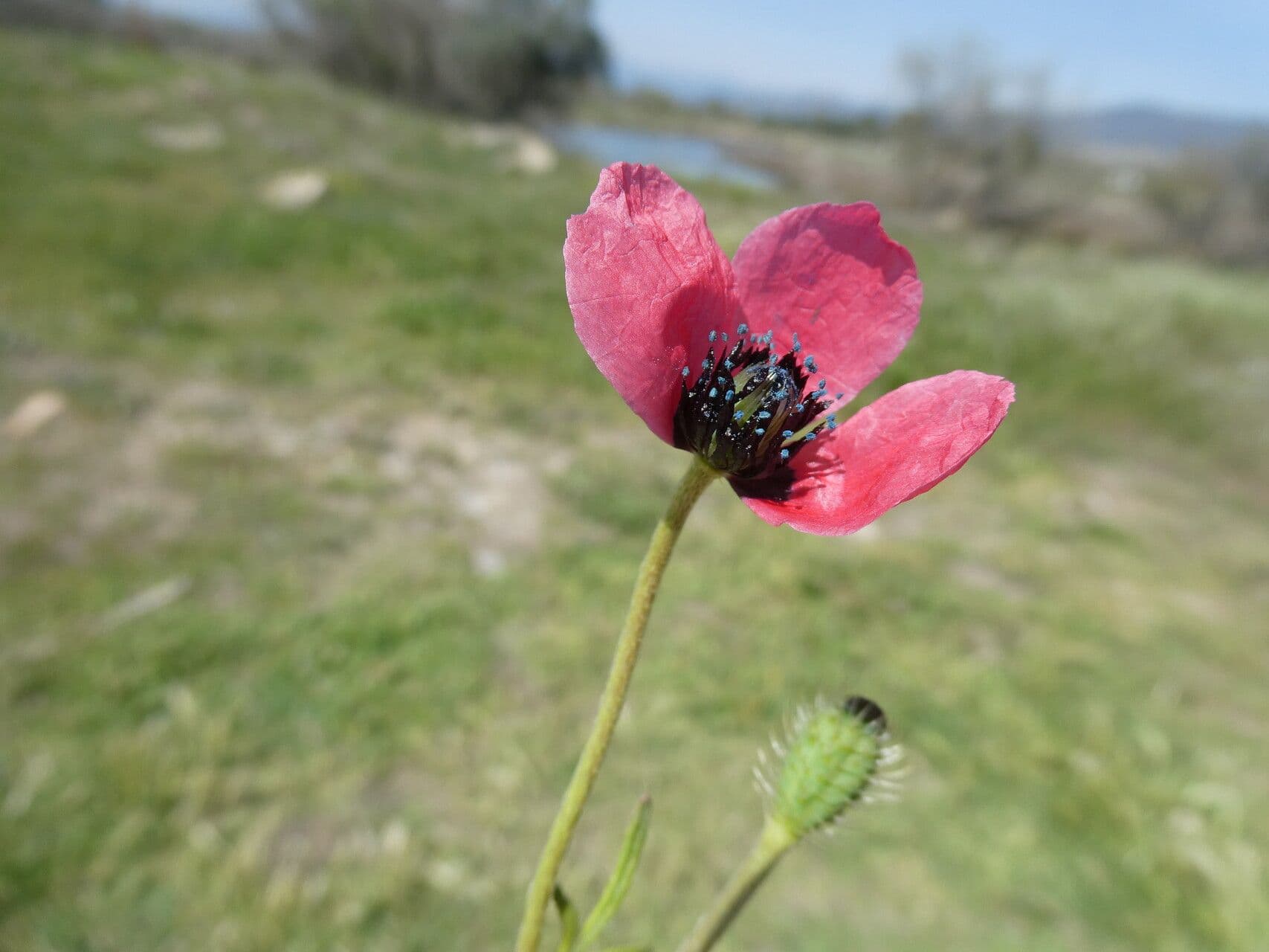 Bastard-Mohn 7