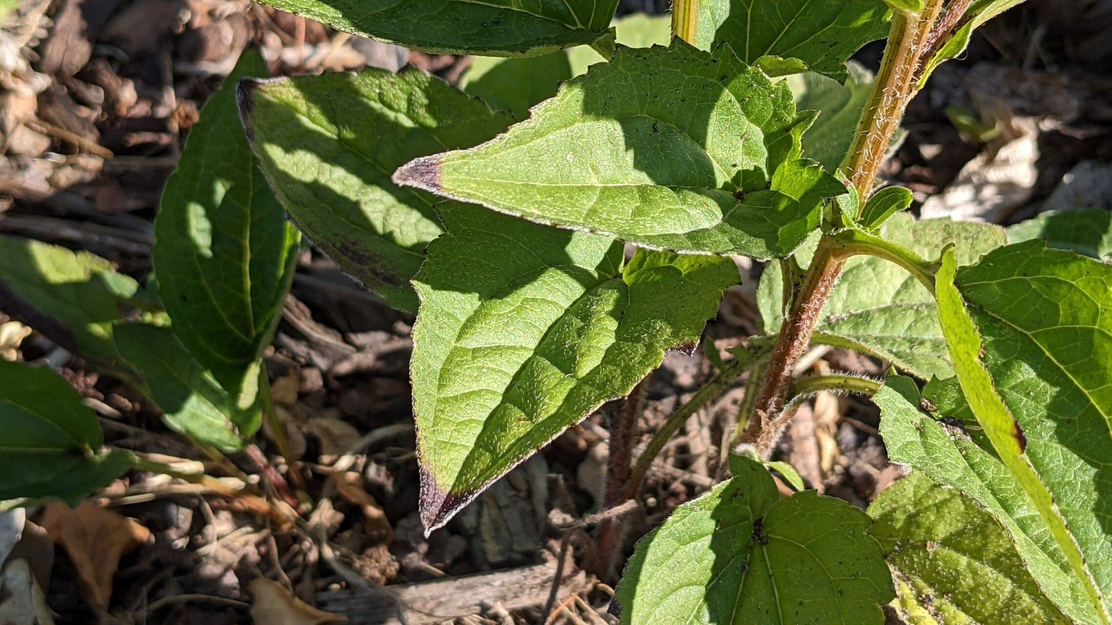 Rudbekia srstnatá 13