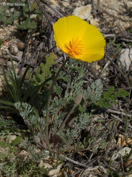 Esparsette-Mohn 7