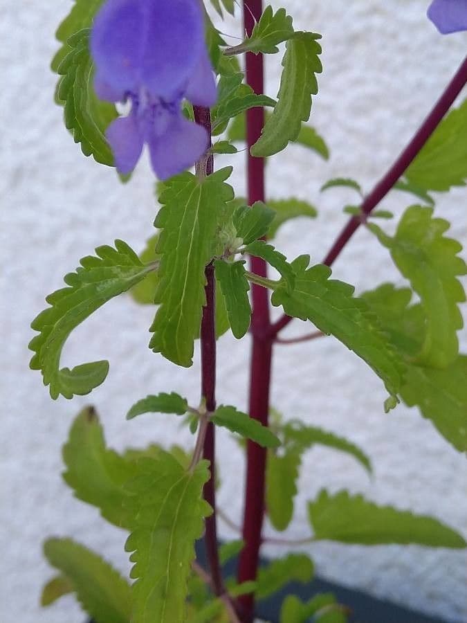 Dracocéphale de Moldavie 16