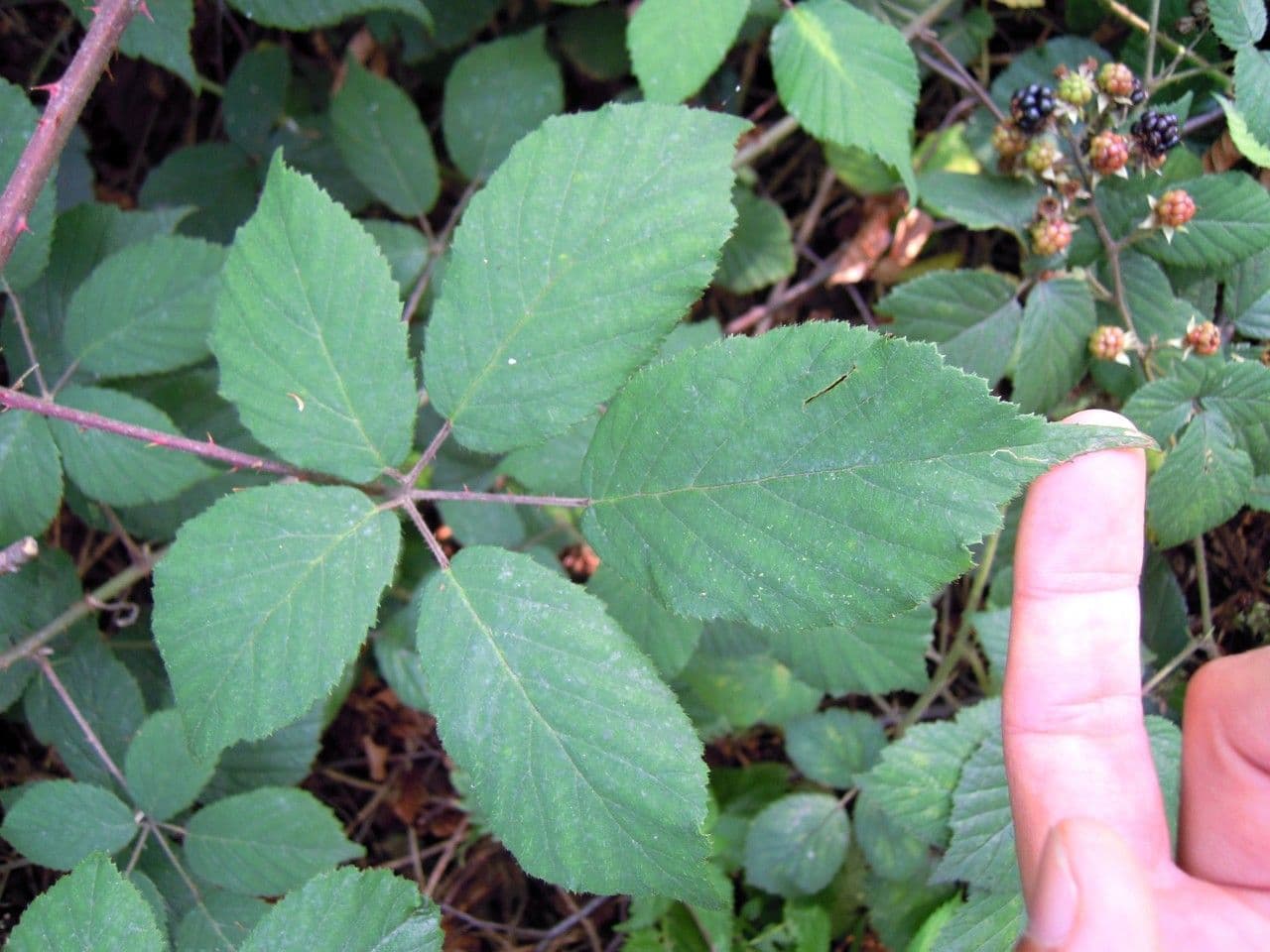 Rubus 5