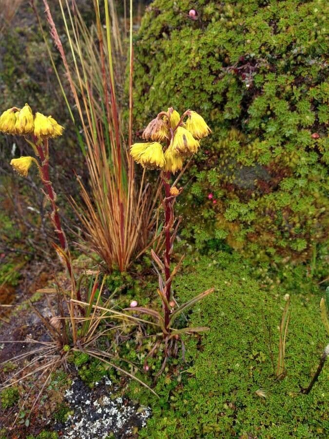 Senecio 7