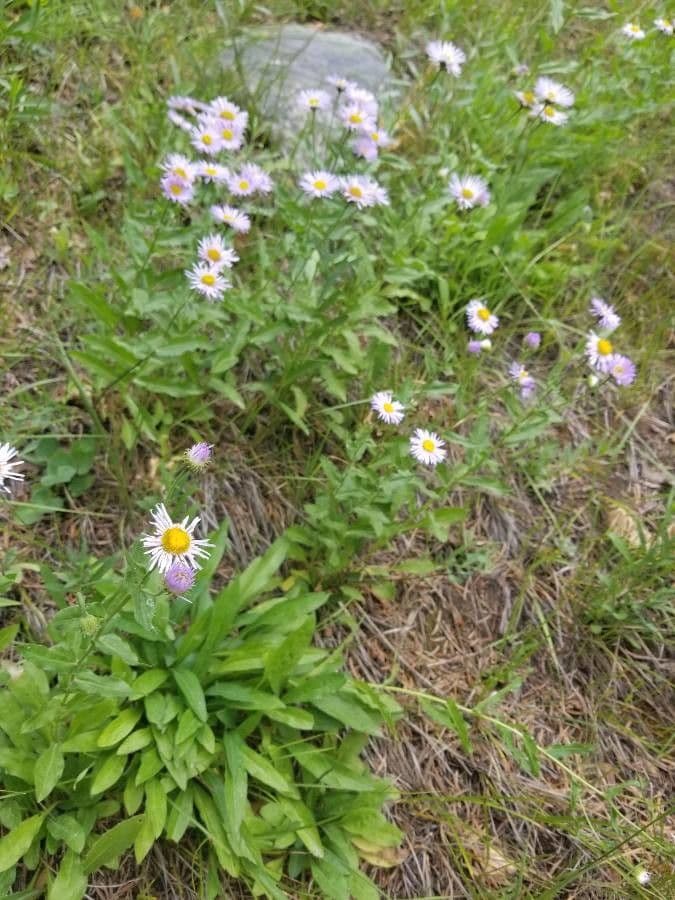 Fleabane piękny 25
