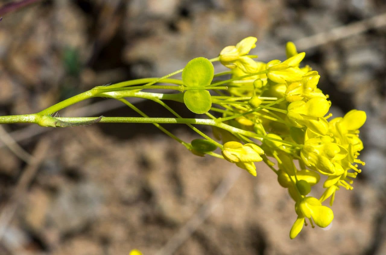 Biscutella arvernensis 8