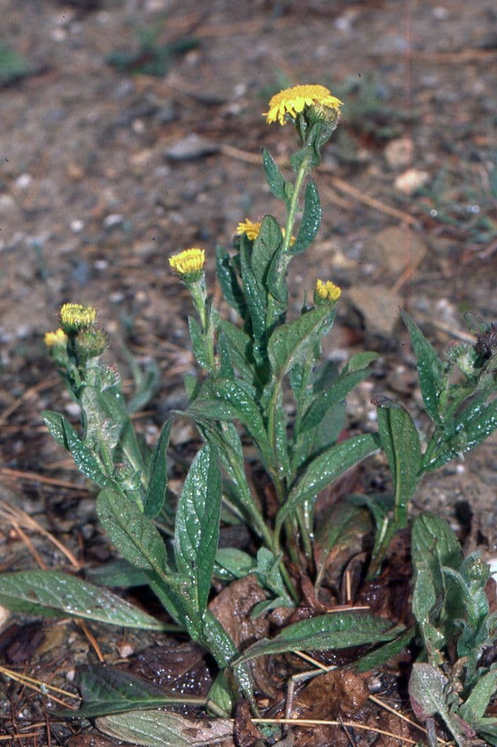 Pulicaria odora 15
