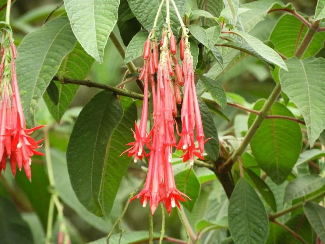 Fuchsien 6