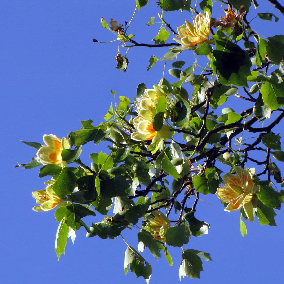 Tulipifero 14