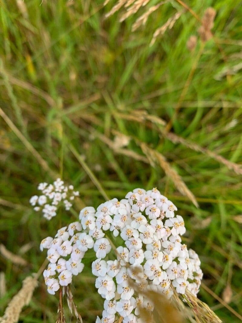 Achillée millefeuille 26