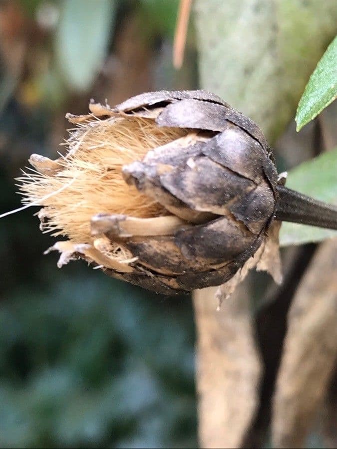 Cheirolophus
