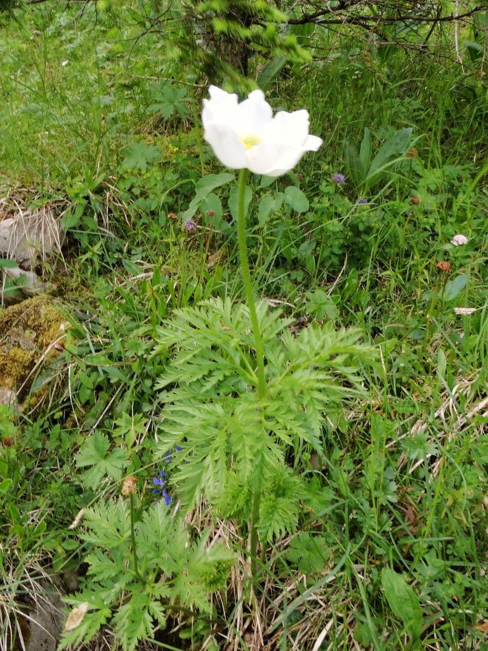 Fünffingerkraut pedatum 10