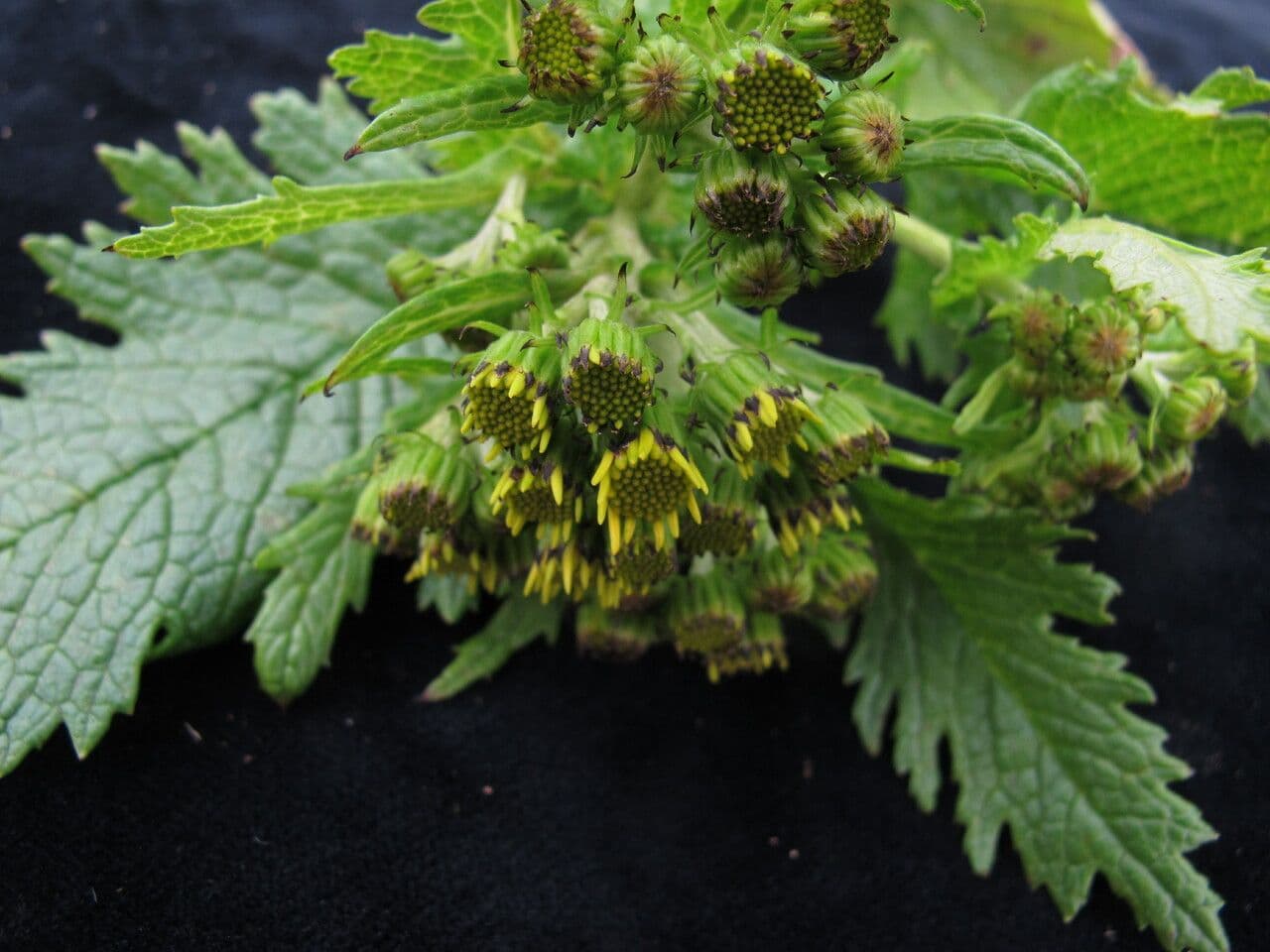 Senecio 7