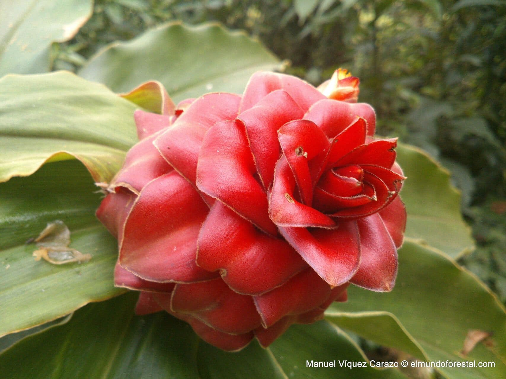 Costus 6