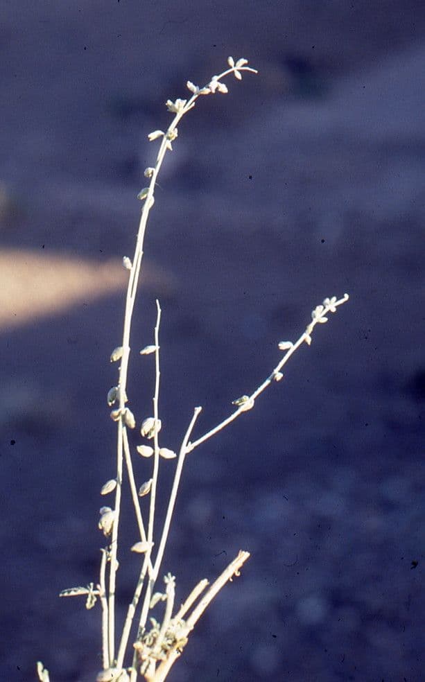 Caylusea hexagyna 7