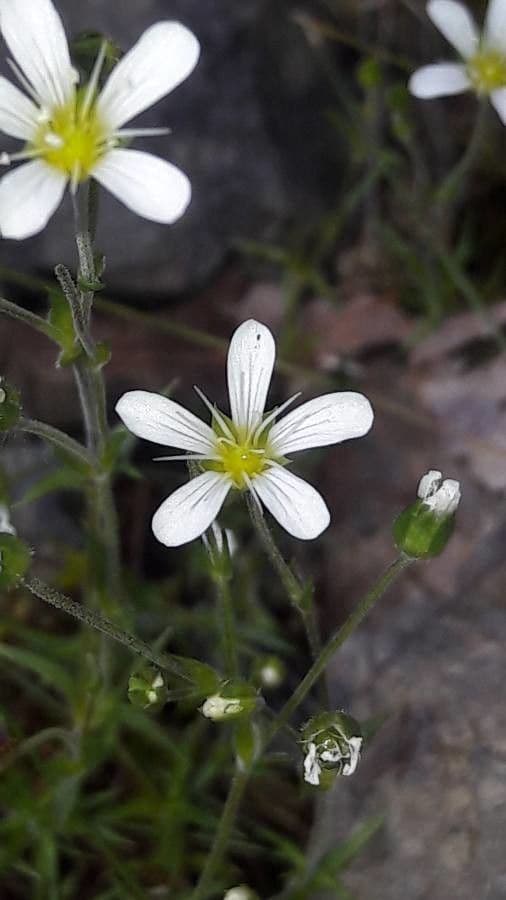 Arenaria grandiflora 6