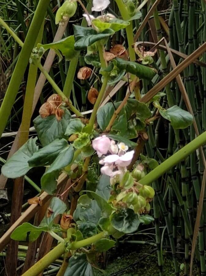 Begonia 9