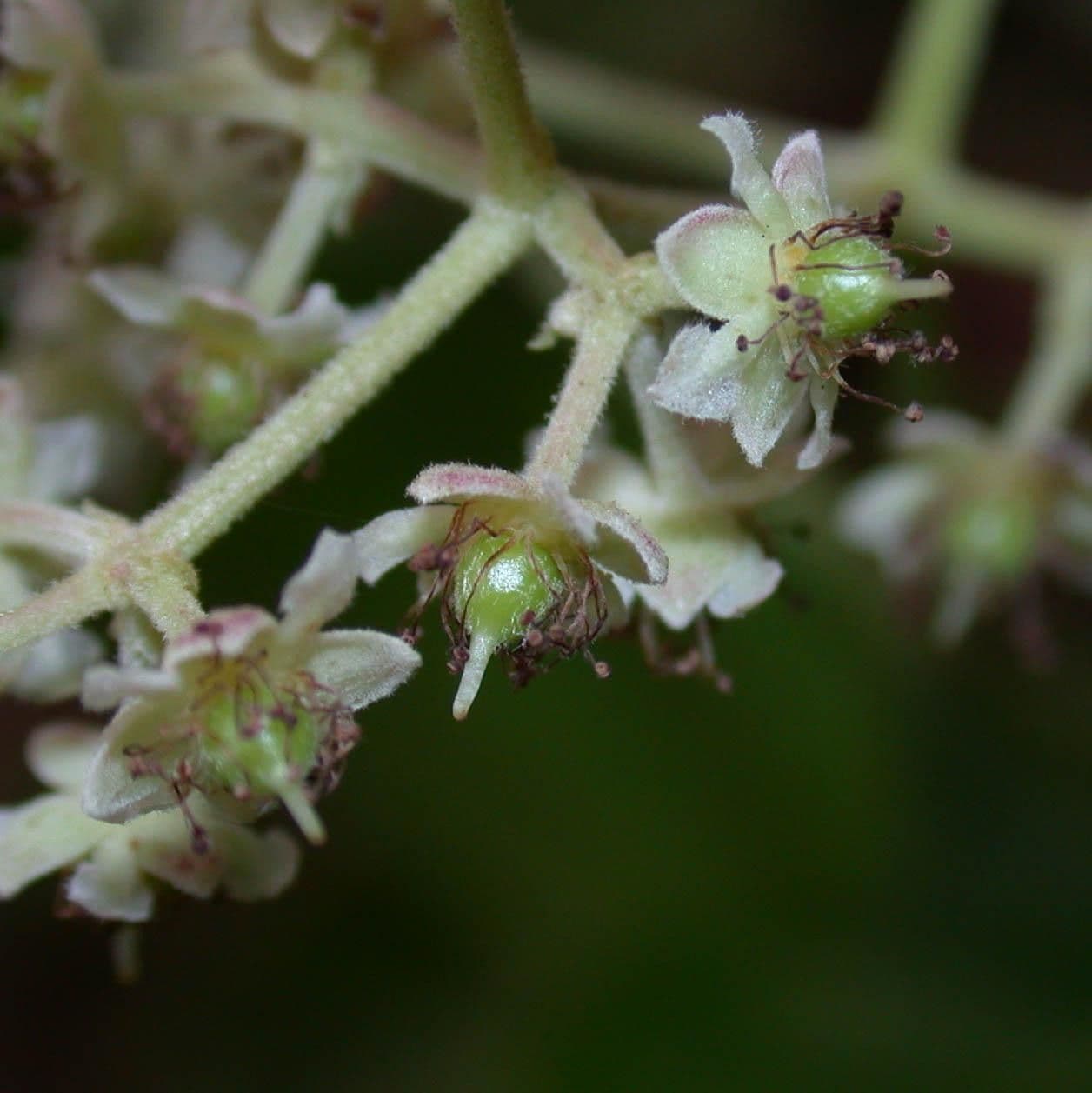 Hasseltia floribunda 5