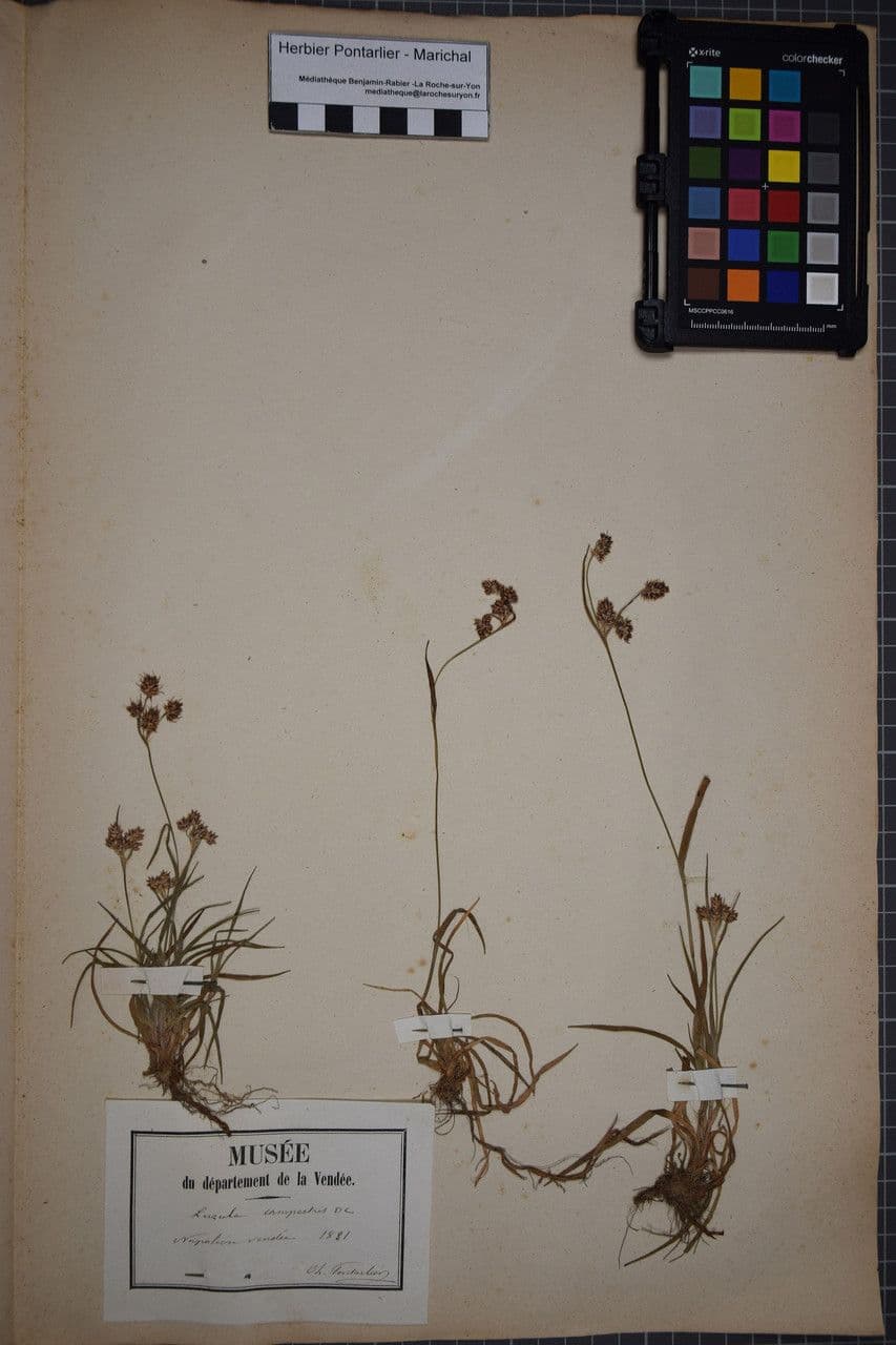 Erba lucciola comune 30