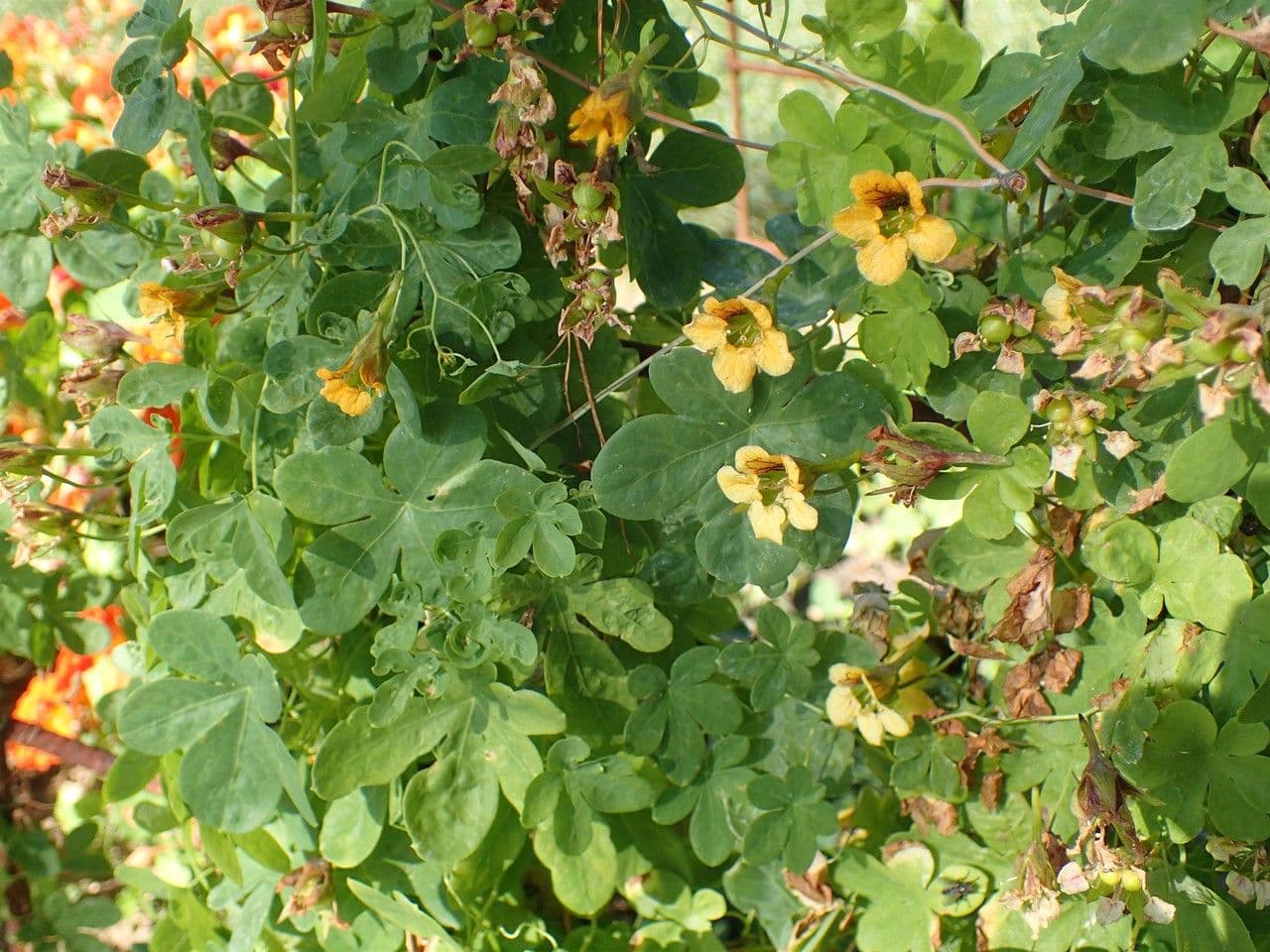 Lichořeřišnice řasnatá 8