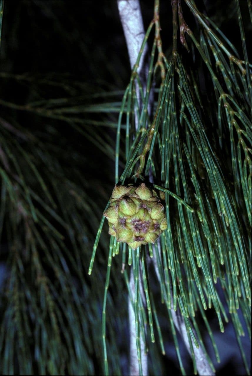 Gymnostoma