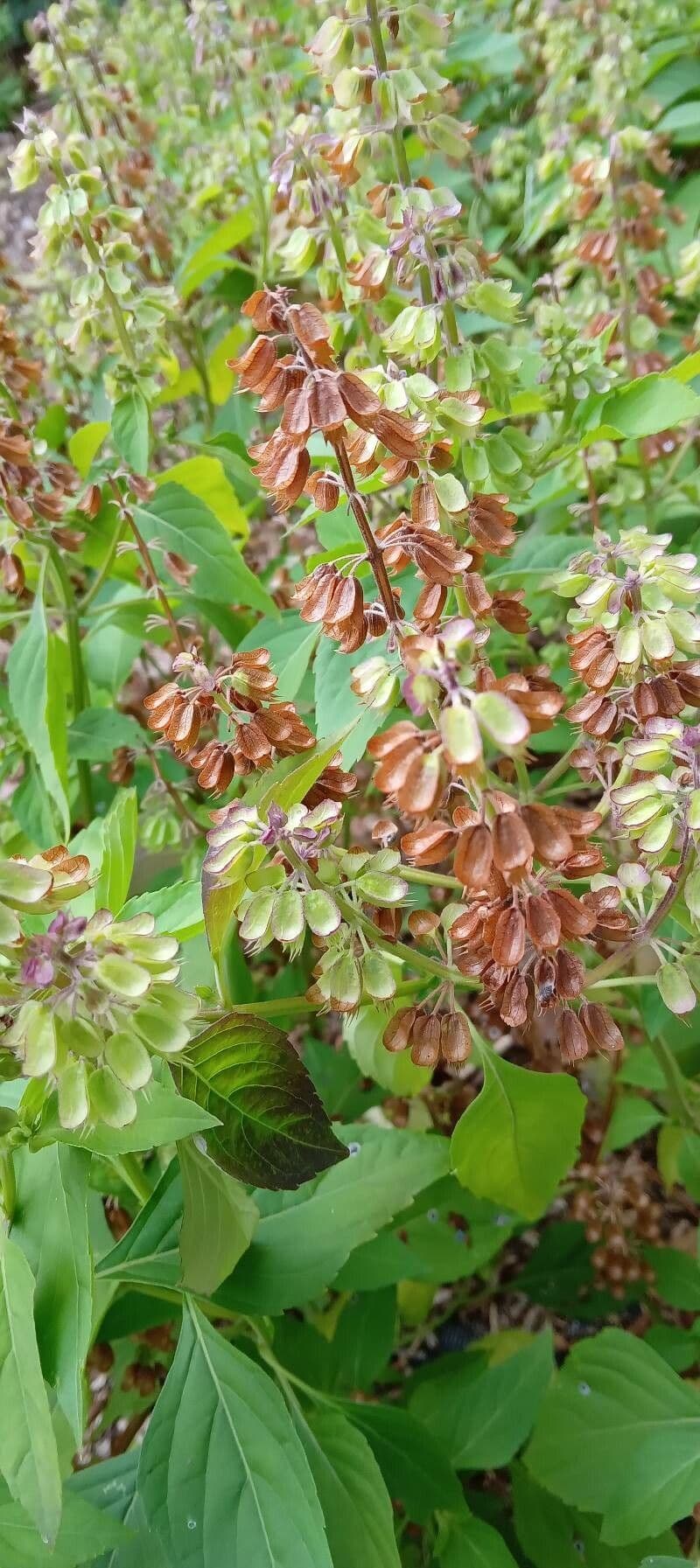Basilico minore 7